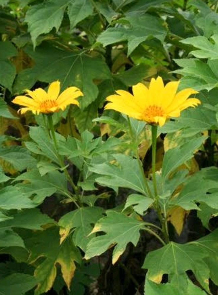 Suryakantha Flower Plant