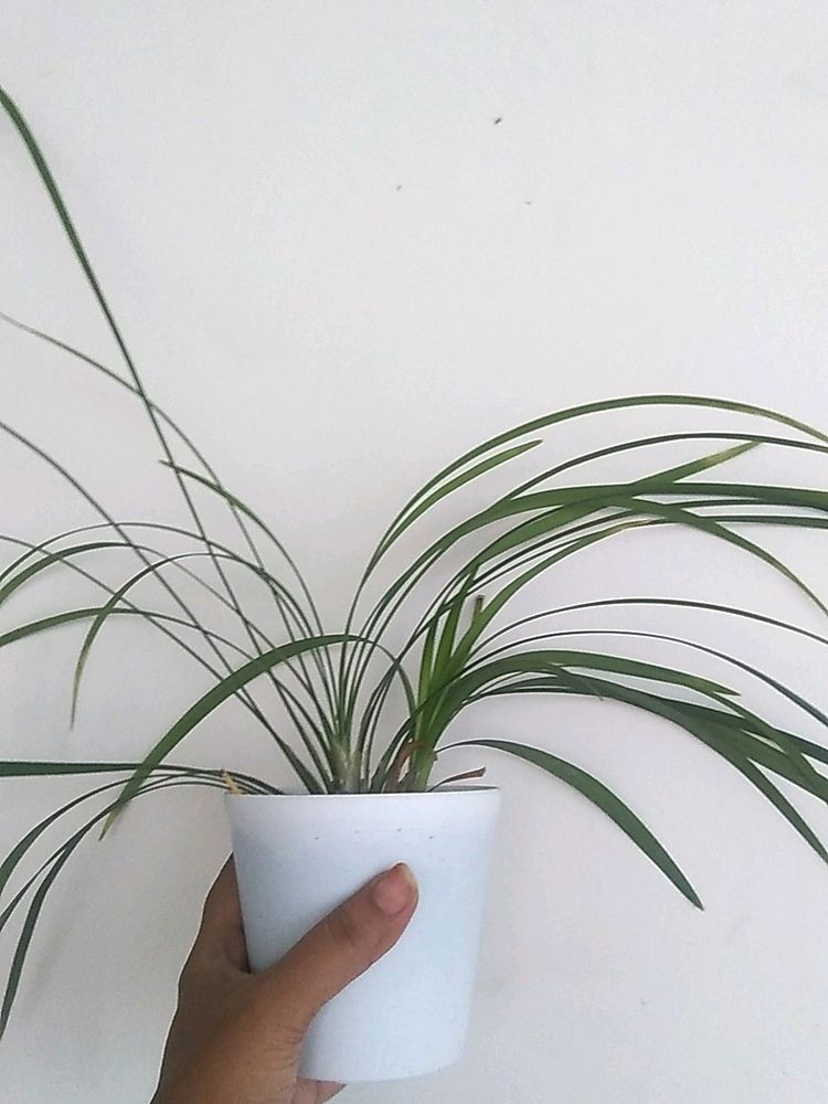 Spider Plant With Pot