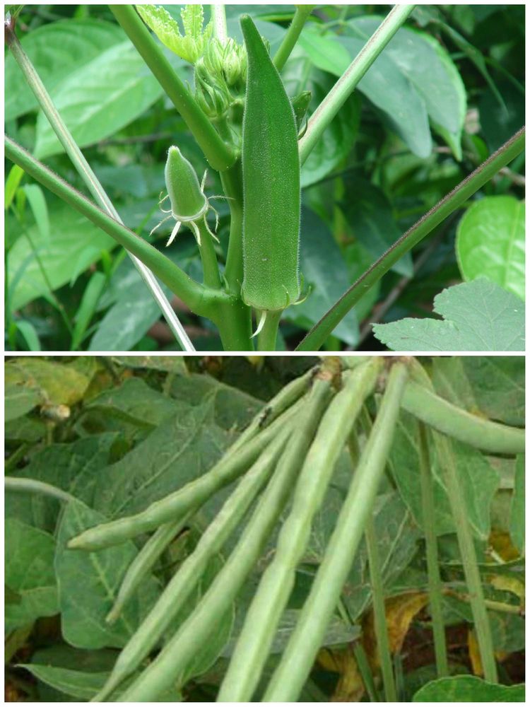 🌿Beans+Lady Finger 🌿 High Quality Seeds|combo📍