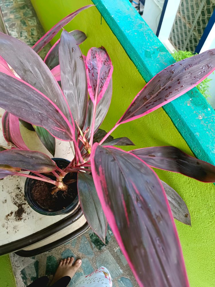 Cordyline Fruticosa Plant Big Size Same As Shown