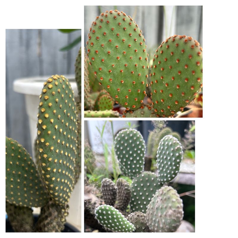 Cactus