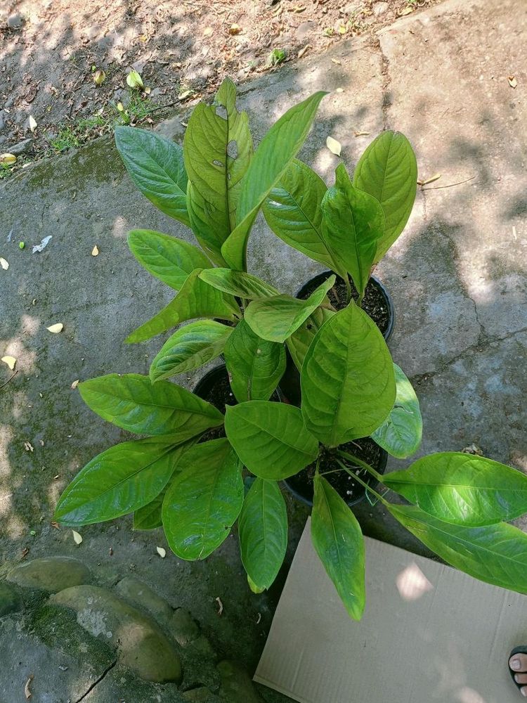 Janmani Giant Leaf