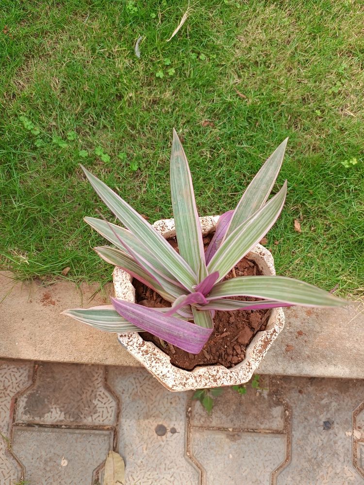 Moses In Cradle Tricolour Plant.