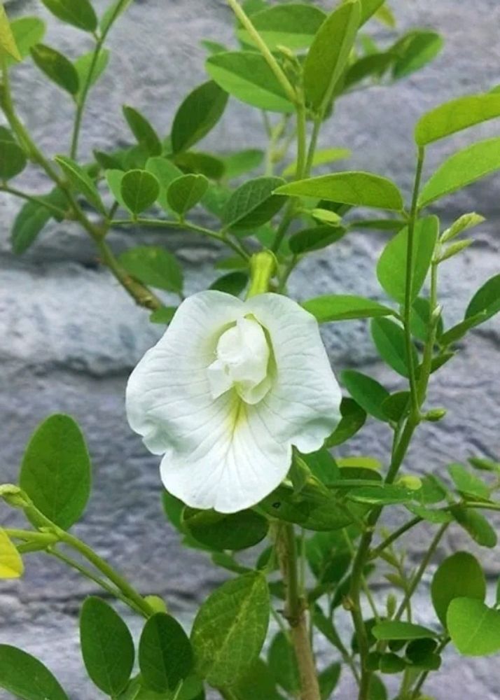 Aparjita Live Plant