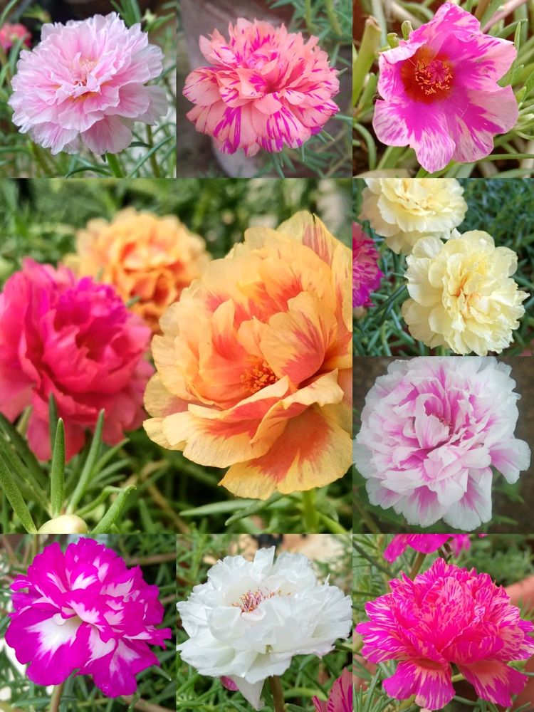 Portulaca different Shades