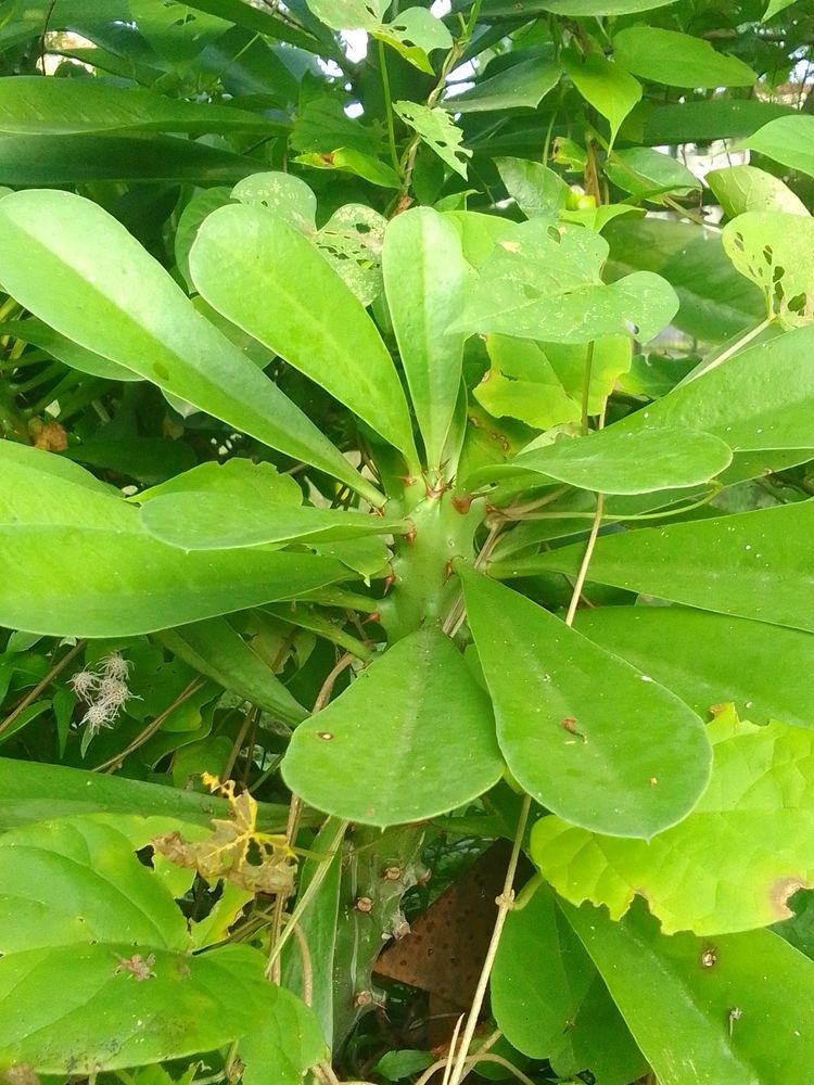 Fancy Decoration Plant