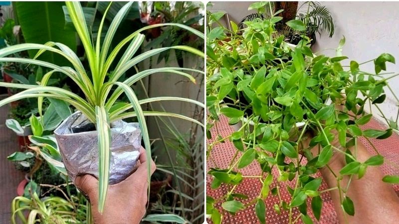 Pack 2 Turtle Vine & Pandanus veitchii Plant 🌵