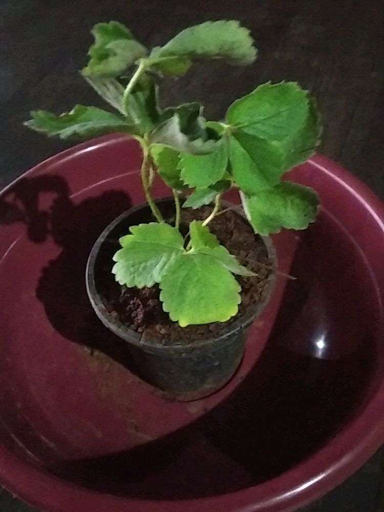 Strawberry Plant Live