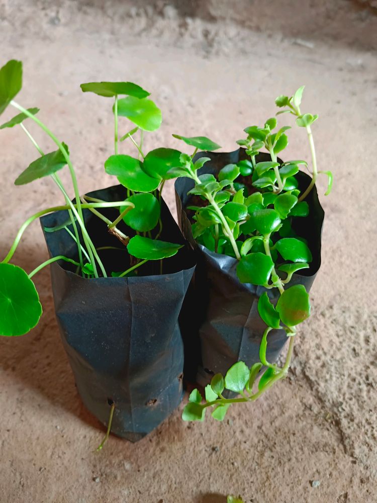 Tangled Heart  And Pennywort Plant