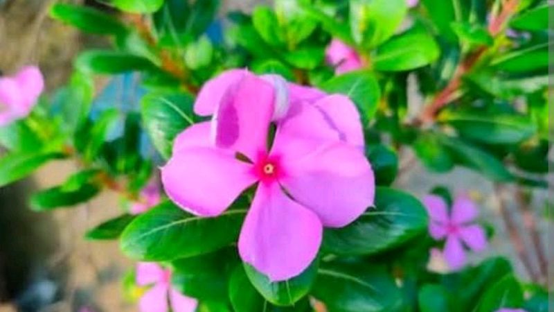 Sadabahar Plant ,/Catharanthus roseus