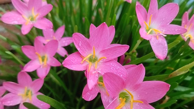 Lily For Home Gardening