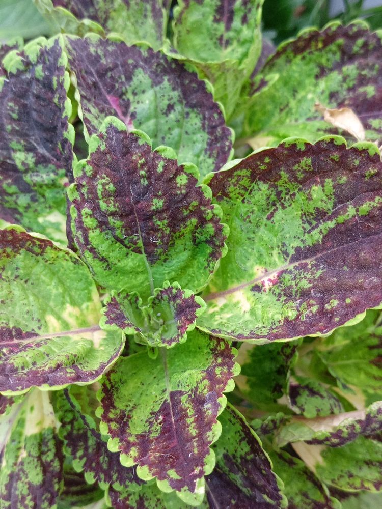 4 Colour Coleus