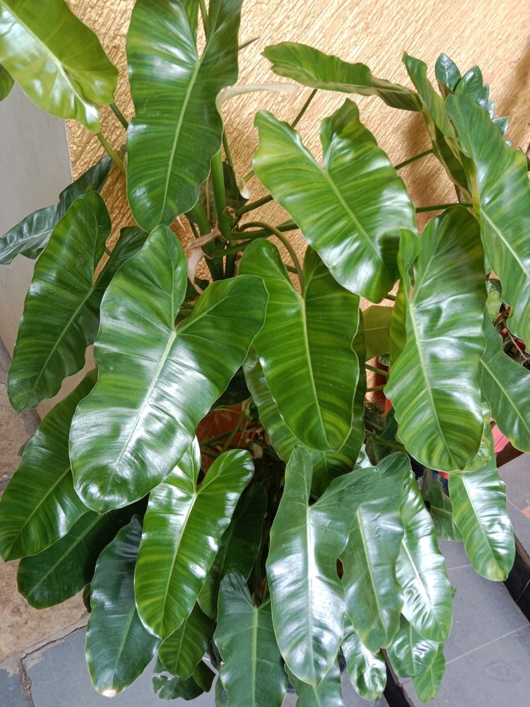 Philodendron Burle Marxx