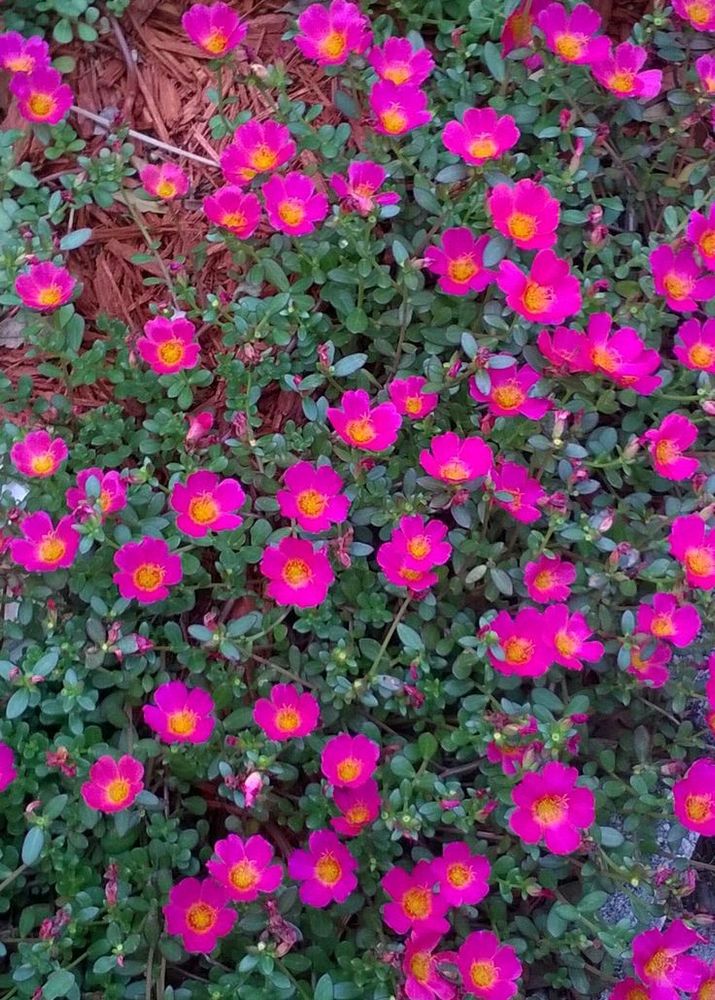 Pink Portulaca Flower Plants With Roots