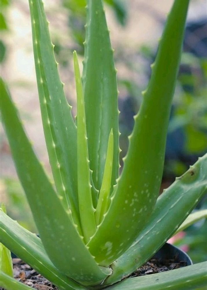 Aloe Vera Plant