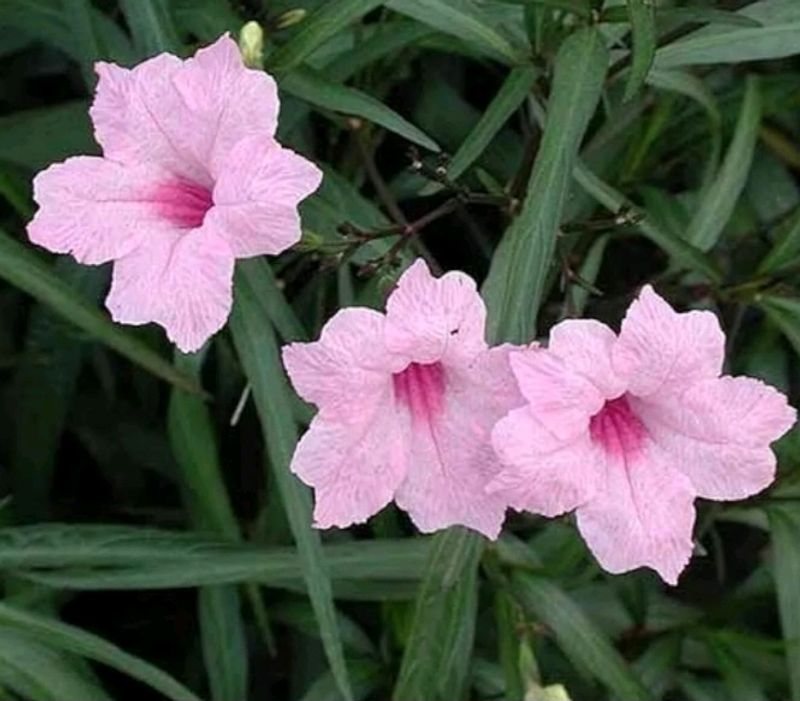 Mexican Petunia Live Plant