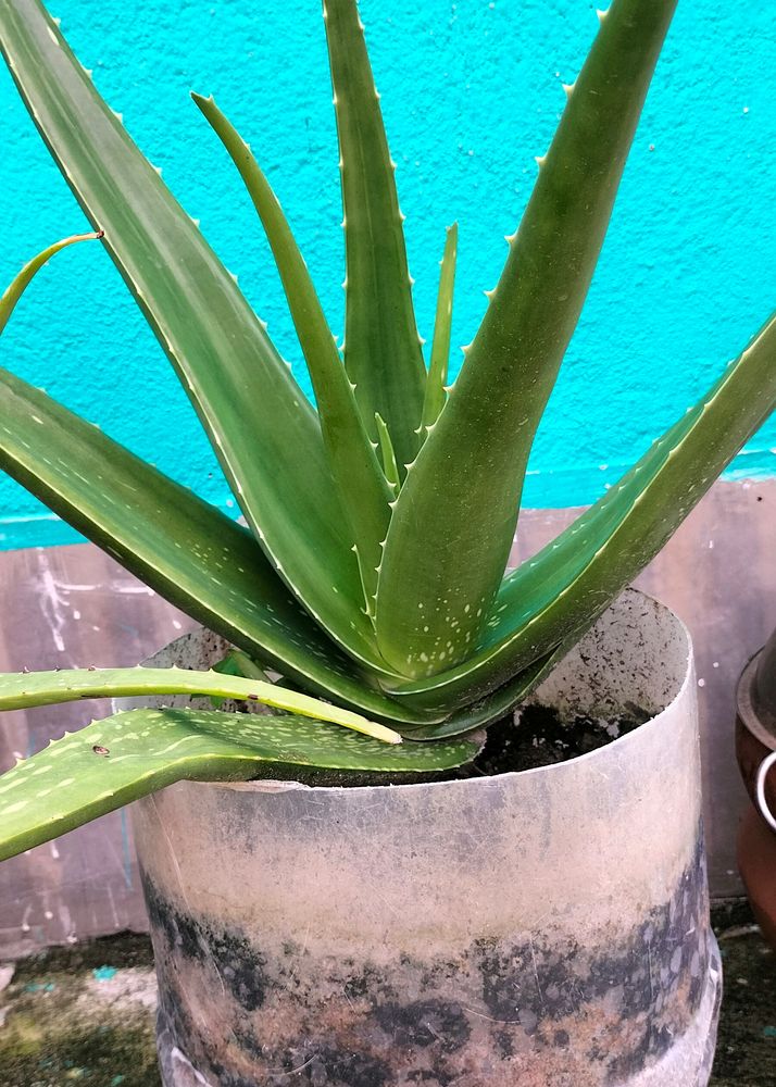 Aloe Vera Plant