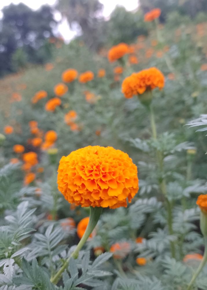 Marigold Plant 5 Pic Combo