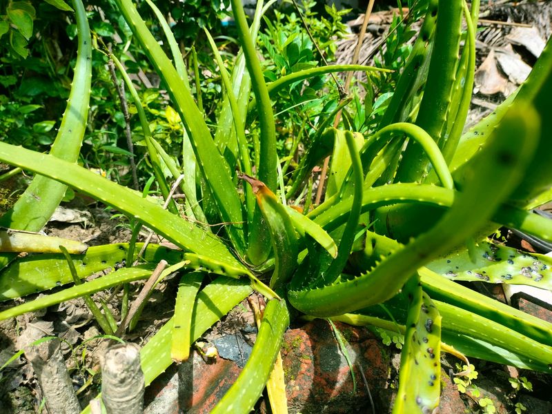 Natural Aloe vera Leaves (Not Plant)