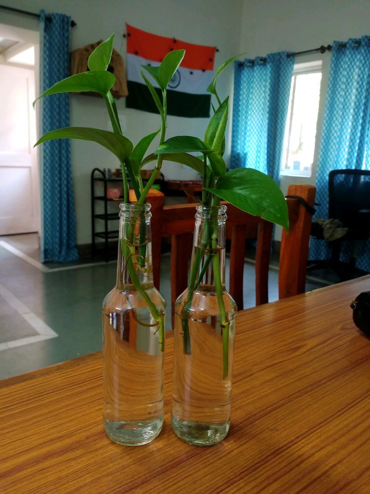 Rooted-Plant With Bottles