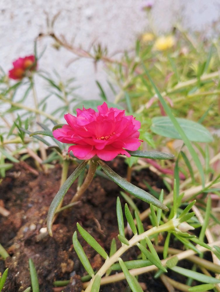 Red Portuluca Grandriflora