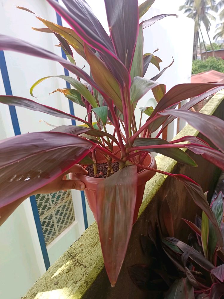 Cordyline Fruticosa Plant