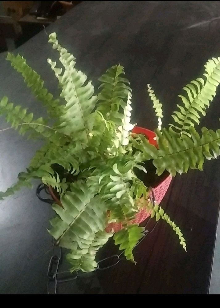 Combo 7 Indoor Live Plant