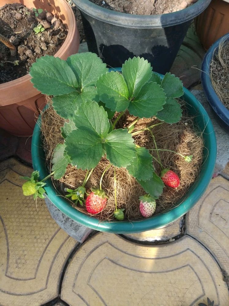 Strawberry 🍓 Live Plant