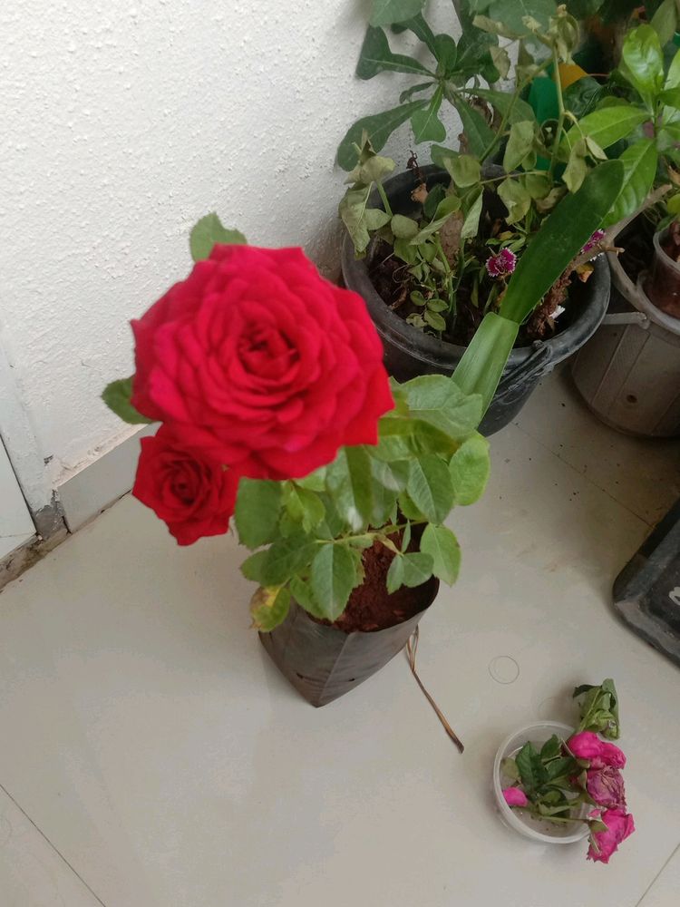 Rose Plant