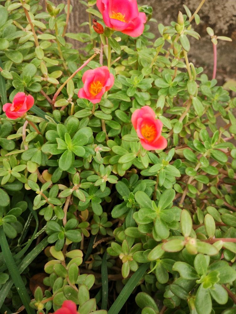 Portulaca Plant