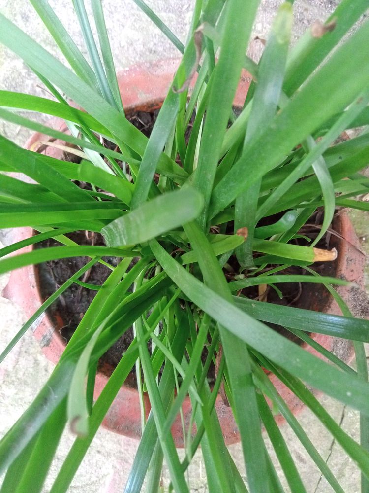 Rani Lily, Sadabhar Plant