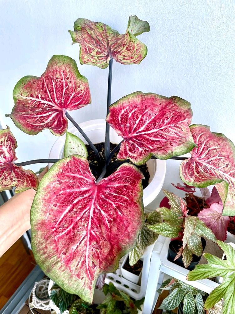 Caladium I'd-Dragon Flame