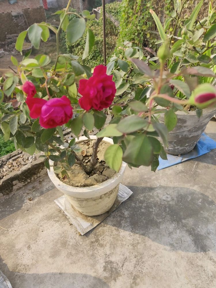 Rose Plant(5)