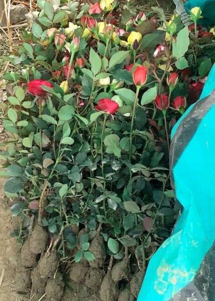 Rose Plant 3 Offer Price