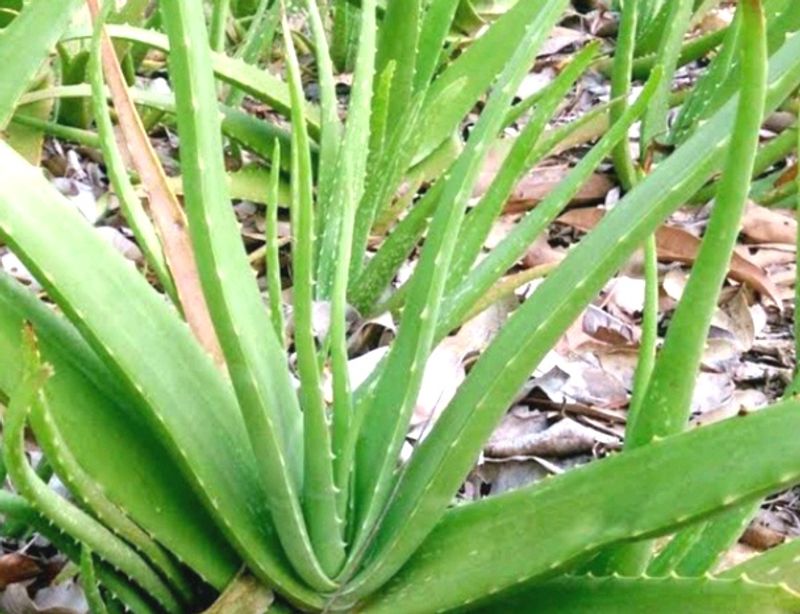 Real Aloevera Plants