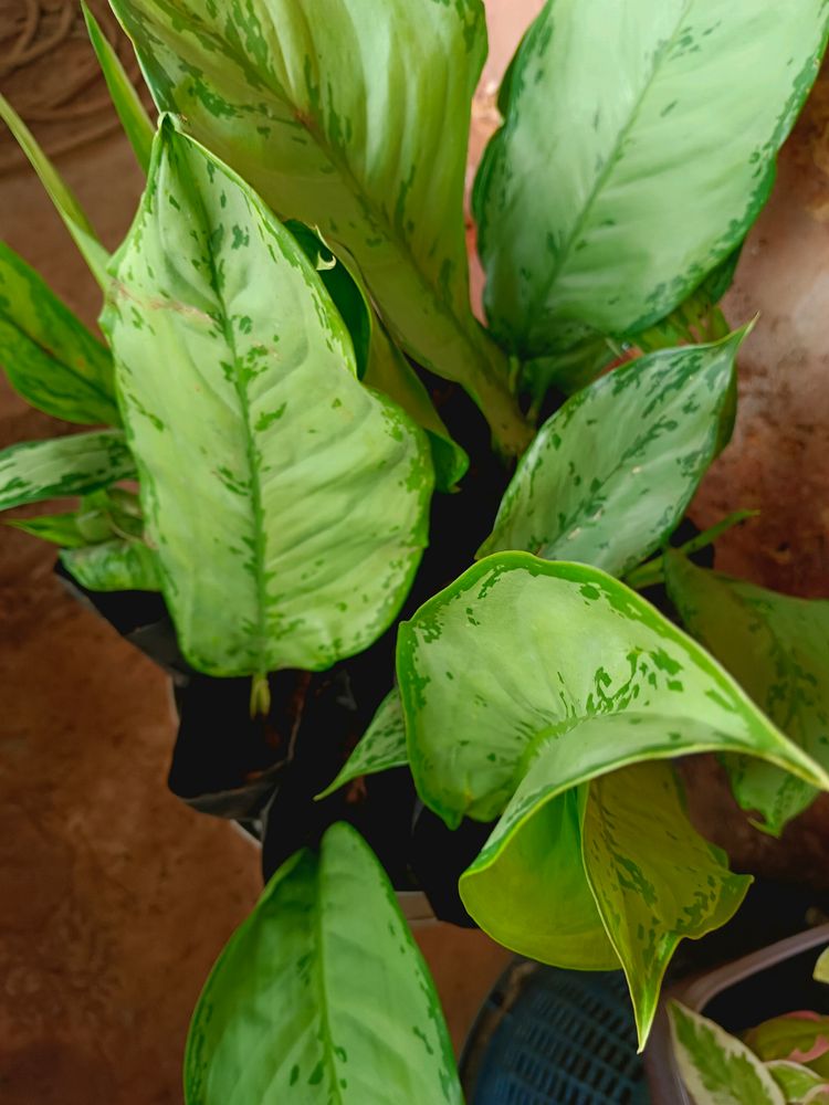 American Cordyline Fruticosa Plant Exported