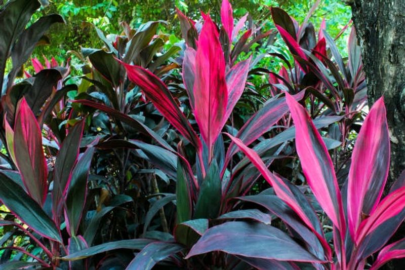 Cordyline Fruticosa Mother Plant