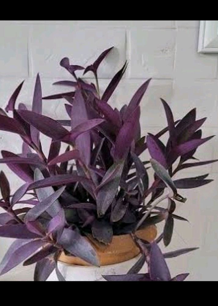 Purple 💜 Vine Plant