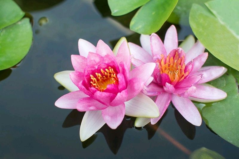 Lotus,Mayurpankhi,Money Plant And Rose