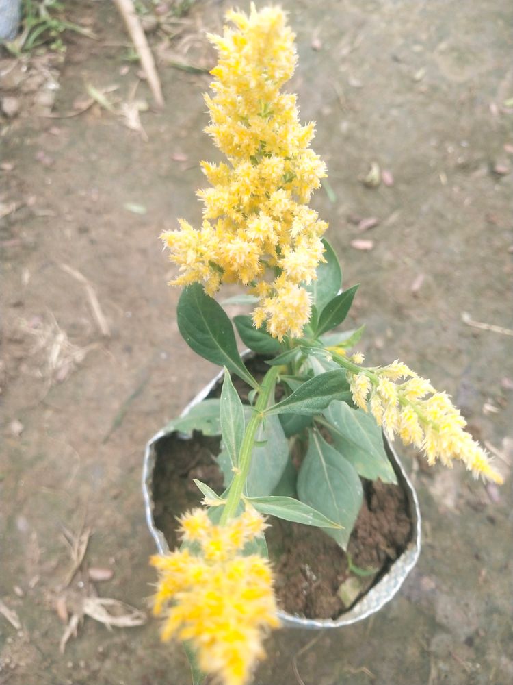 Celosia Plumosa Forest Fire Dwarf Flower