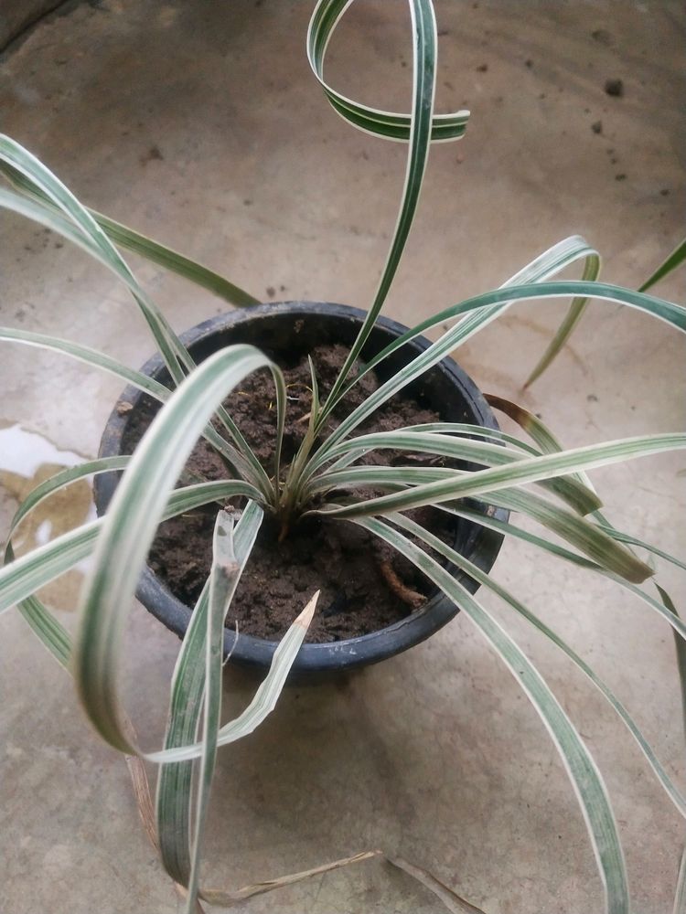 Combo Of 4 Variety Spider Plant With Root