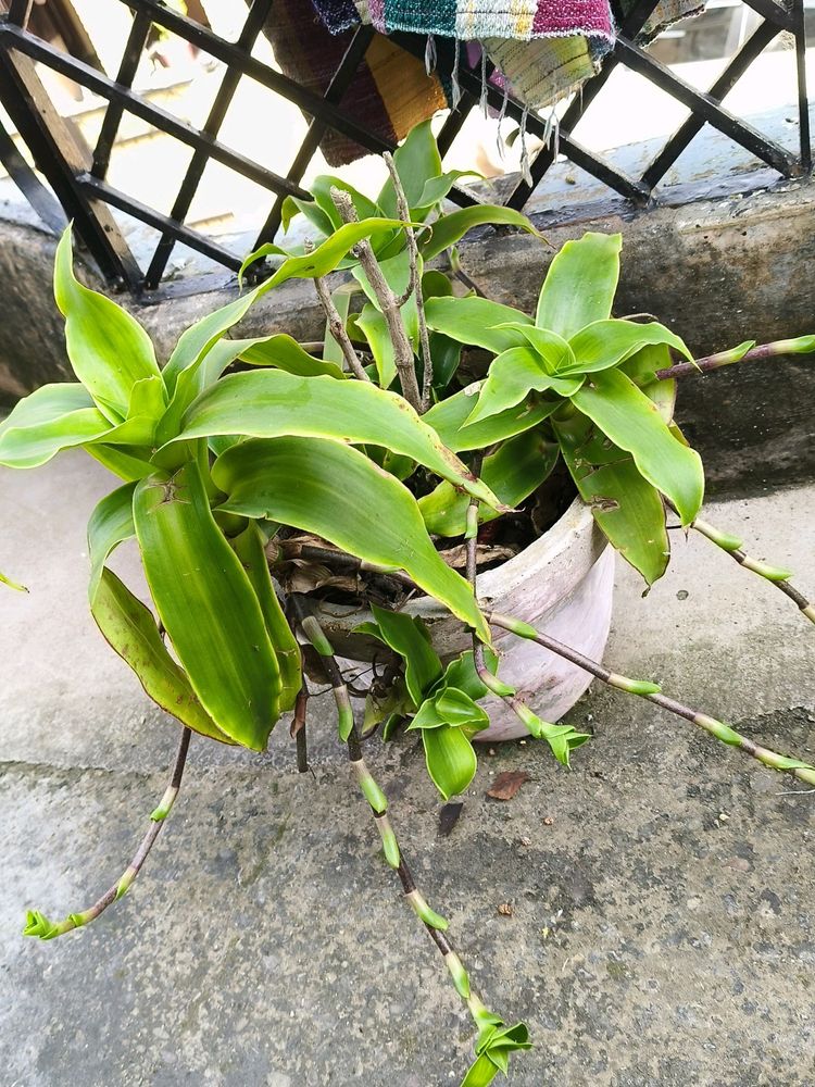 Basket Plant Green