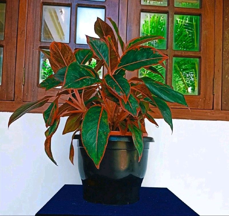 Chinese Evergreen