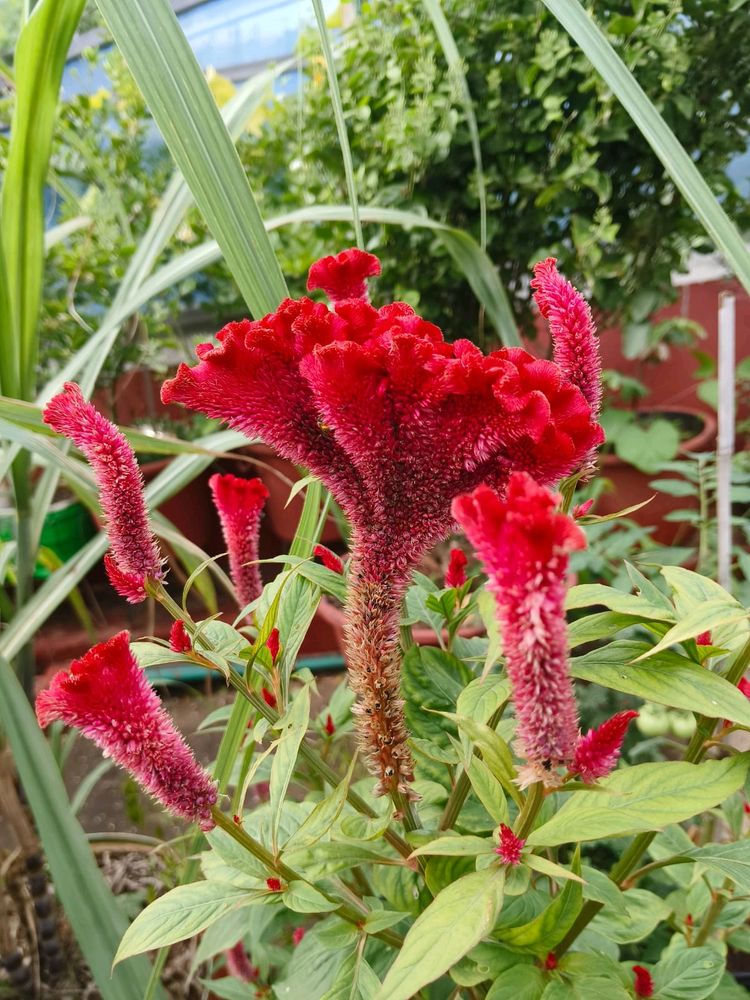 Red Velvet Flower  Plant