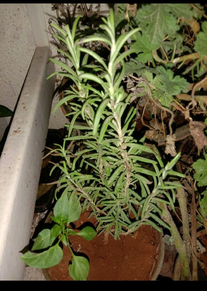 Rosemary Plant