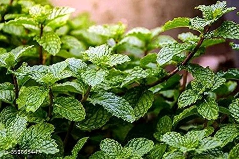 Mint Plant