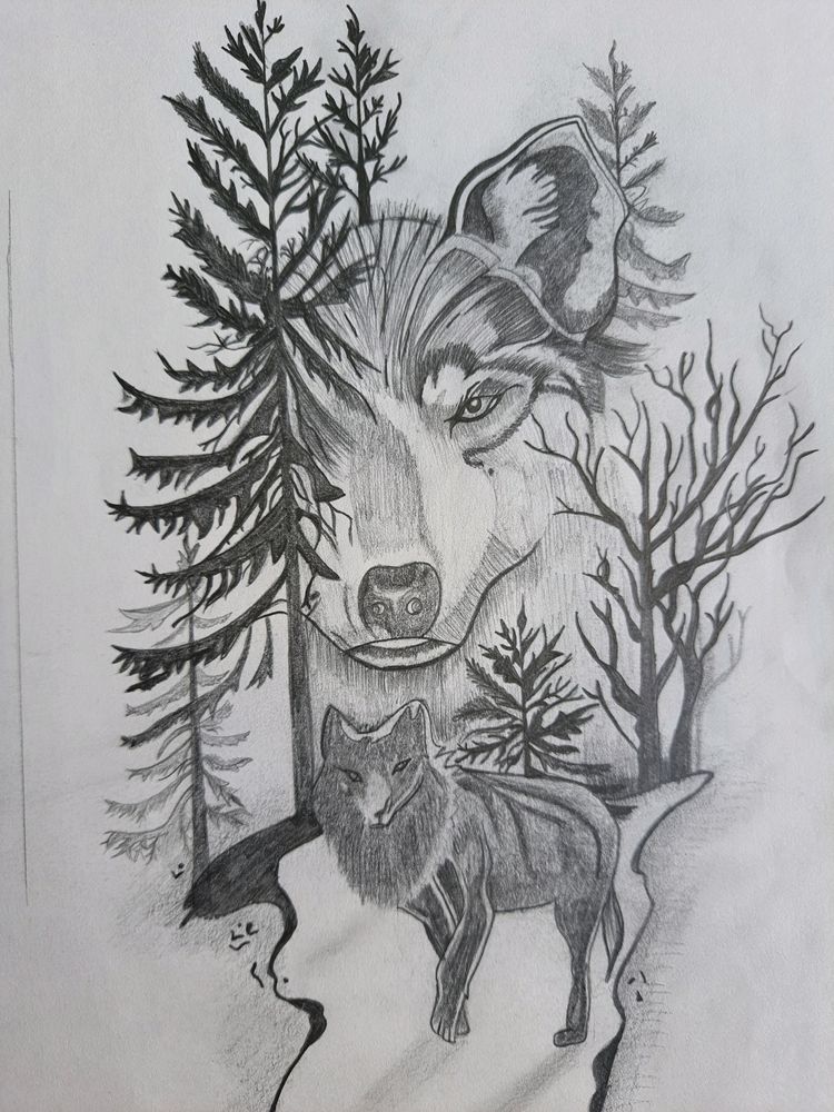 wolf 🐺 drawing
