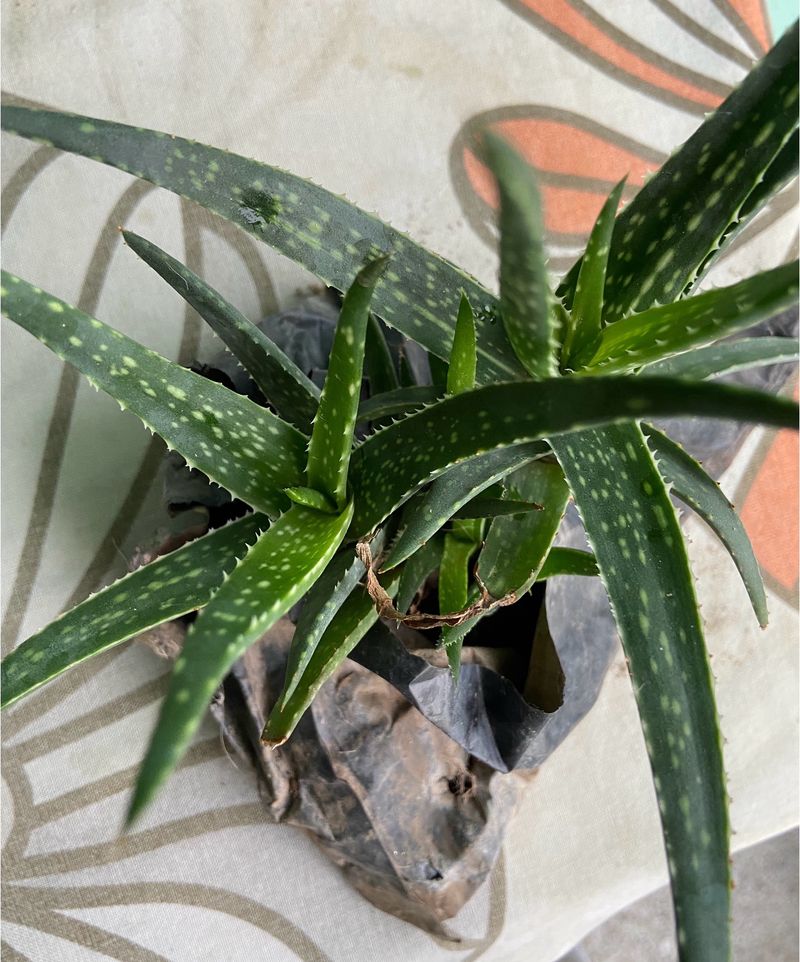 Aloe Healthy Succulent Plant