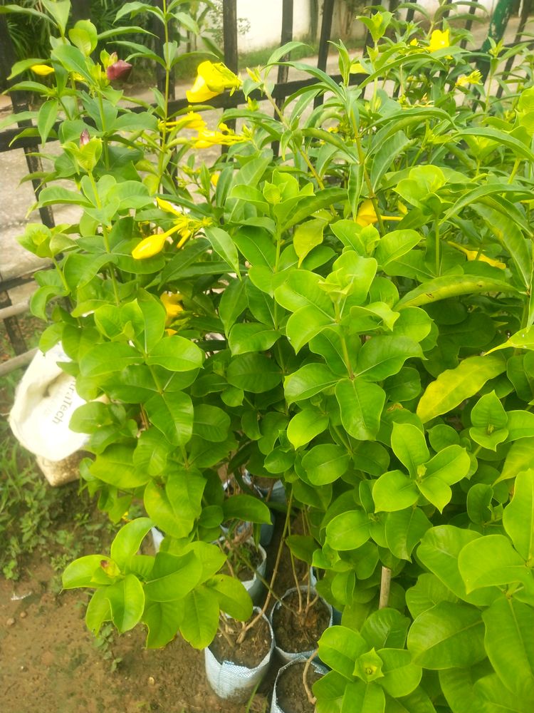 Yellow Almonda Flower Plant With Healthy Root