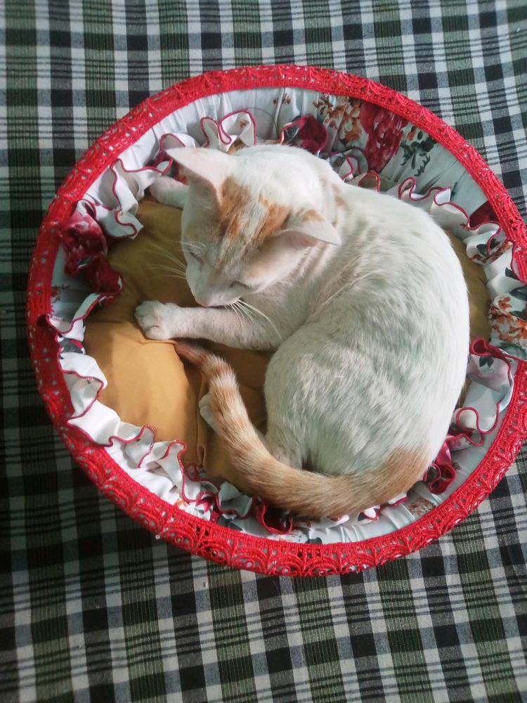 Cage Cat Bed And Small Puppy Be